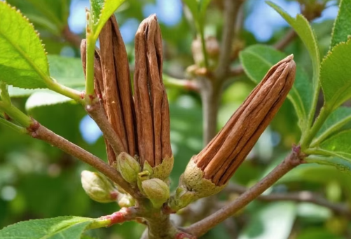 Hàng nghìn tấn hàng từ Indonesia vừa đổ bộ giúp Việt Nam thống lĩnh ‘mỏ vàng’ triệu đô của thế giới: Chiếm 72% nguồn cung, là cây từ thân đến lá đều mài ra tiền - Ảnh 1. Hàng nghìn tấn hàng từ Indonesia vừa đổ bộ giúp Việt Nam thống lĩnh ‘mỏ vàng’ triệu đô của thế giới: Chiếm 72% nguồn cung, là cây từ thân đến lá đều mài ra tiền - Ảnh 1.