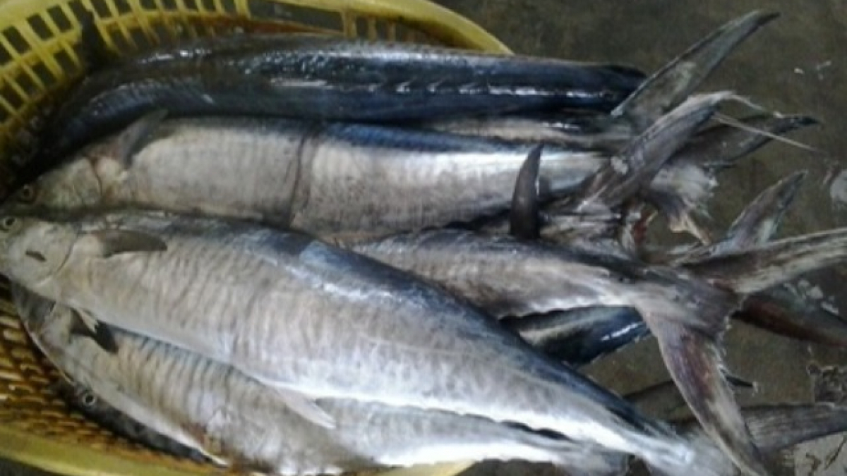 - Ảnh 2. - Ảnh 2.