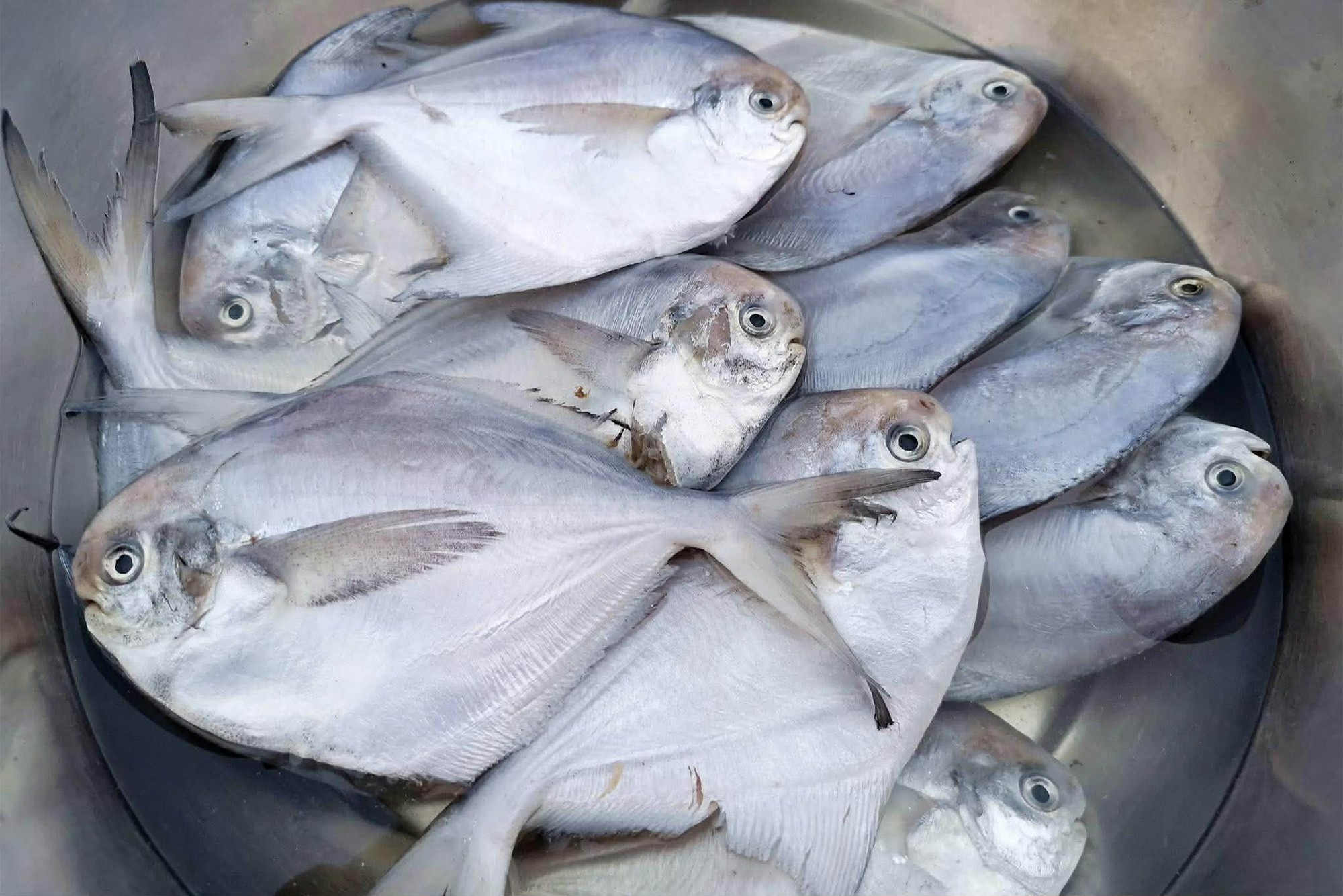 4 Loại Cá Ngon Nhất Lúc Này Dùng Nấu 4 Món Ăn Cực Thỏa Mãn Vị Giác Lại Tốt Để Bồi Bổ Sức Khỏe- Ảnh 15. 4 Loại Cá Ngon Nhất Lúc Này Dùng Nấu 4 Món Ăn Cực Thỏa Mãn Vị Giác Lại Tốt Để Bồi Bổ Sức Khỏe- Ảnh 15.