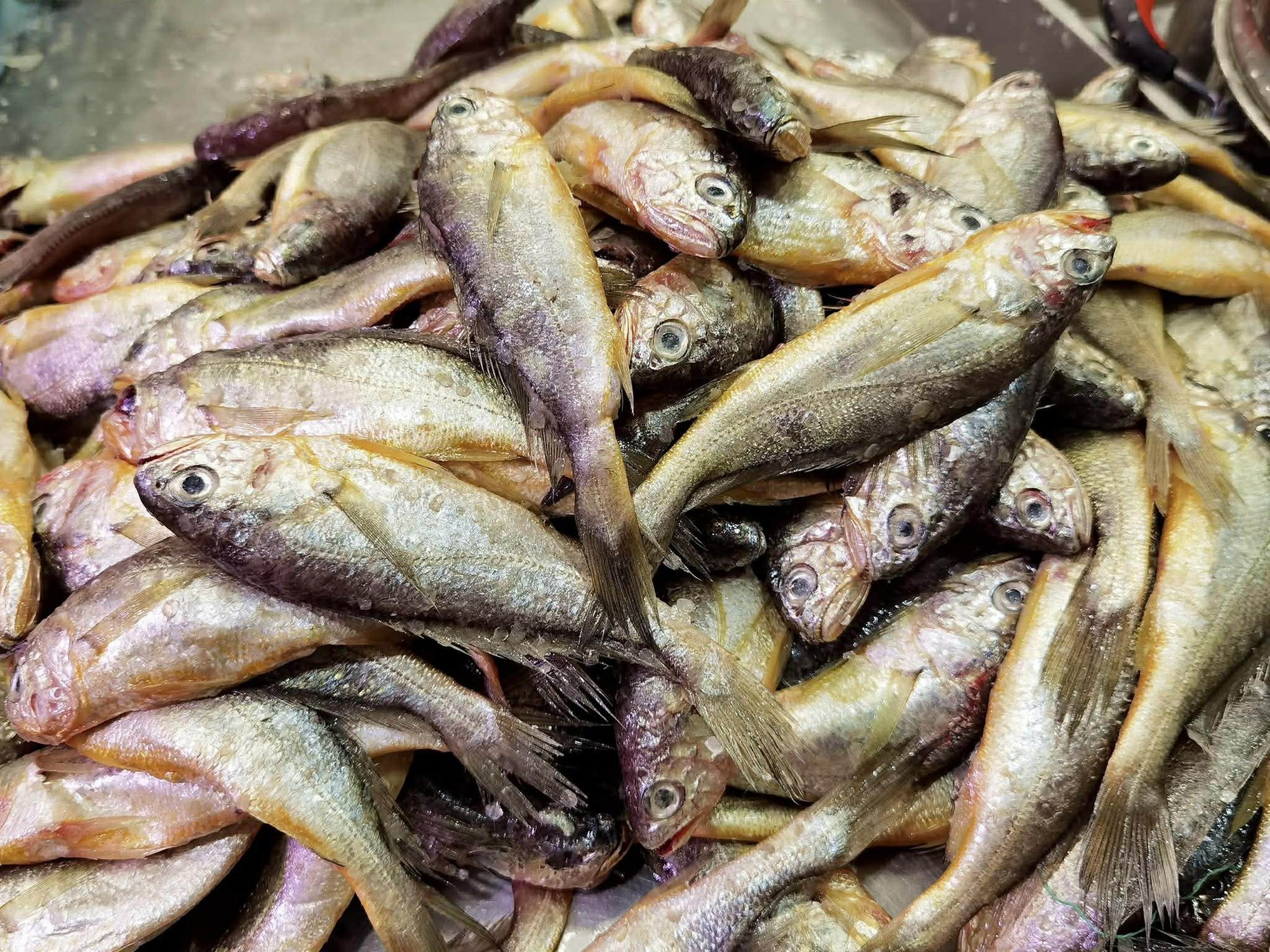 4 Loại Cá Ngon Nhất Lúc Này Dùng Nấu 4 Món Ăn Cực Thỏa Mãn Vị Giác Lại Tốt Để Bồi Bổ Sức Khỏe- Ảnh 9. 4 Loại Cá Ngon Nhất Lúc Này Dùng Nấu 4 Món Ăn Cực Thỏa Mãn Vị Giác Lại Tốt Để Bồi Bổ Sức Khỏe- Ảnh 9.