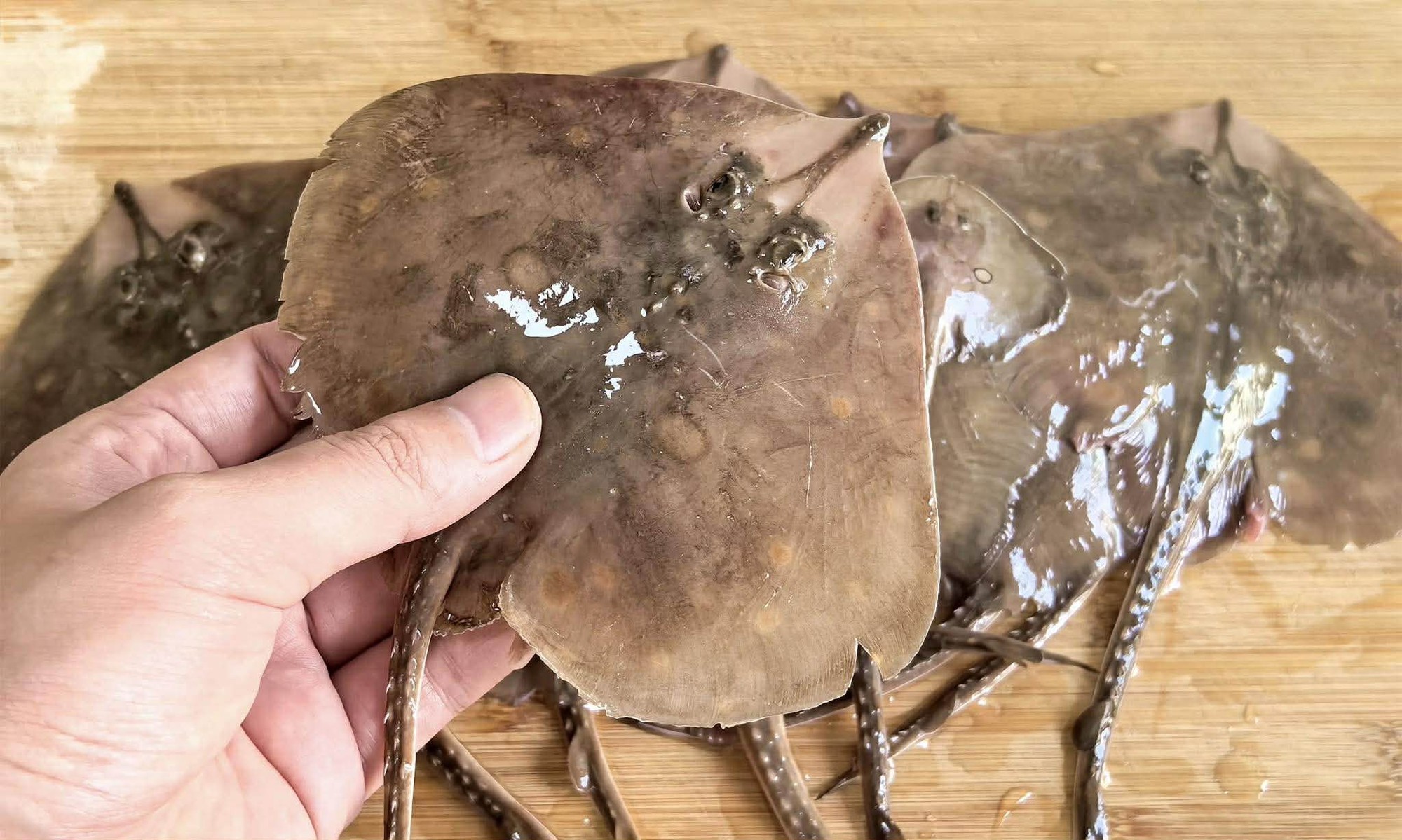 4 Loại Cá Ngon Nhất Lúc Này Dùng Nấu 4 Món Ăn Cực Thỏa Mãn Vị Giác Lại Tốt Để Bồi Bổ Sức Khỏe- Ảnh 5. 4 Loại Cá Ngon Nhất Lúc Này Dùng Nấu 4 Món Ăn Cực Thỏa Mãn Vị Giác Lại Tốt Để Bồi Bổ Sức Khỏe- Ảnh 5.