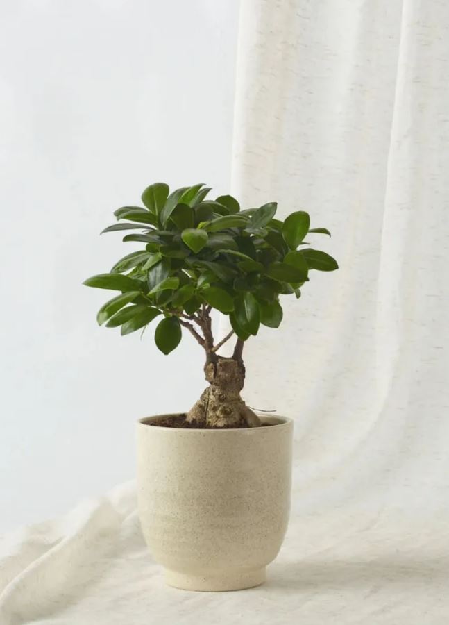 4 Loại Cây Không Nên Đặt Ở Cửa Ra Vào- Ảnh 2.