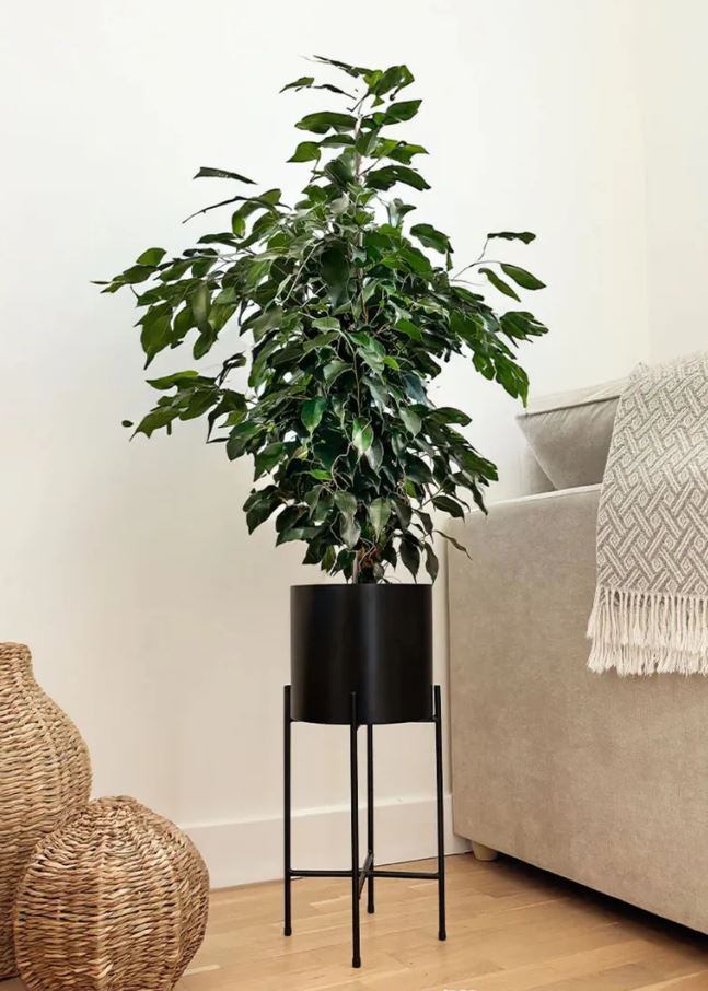 4 Loại Cây Không Nên Đặt Ở Cửa Ra Vào- Ảnh 4.