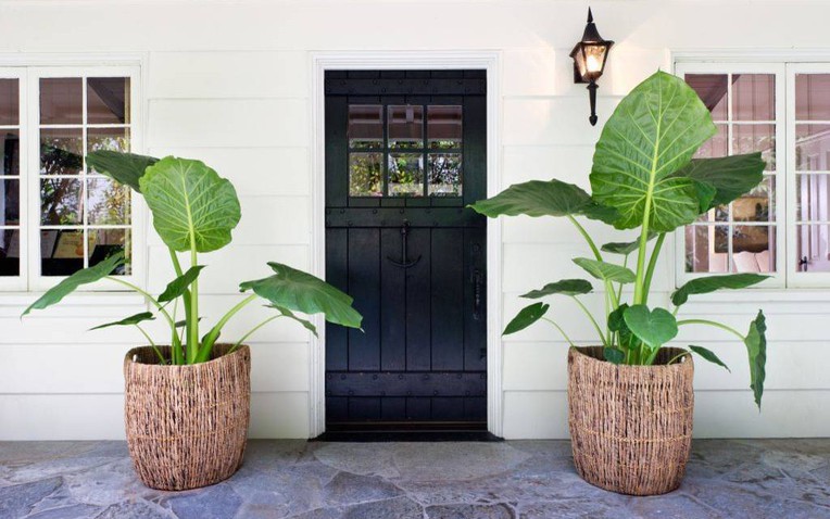 4 Loại Cây Không Nên Đặt Ở Cửa Ra Vào - Ảnh 1.