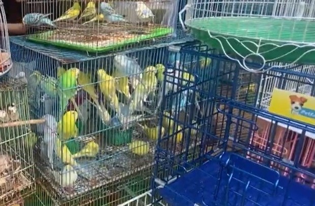 TP HCM kiểm tra cửa hàng chim cảnh , tạm giữ 341 con chim không có nguồn gốc - Ảnh 2.