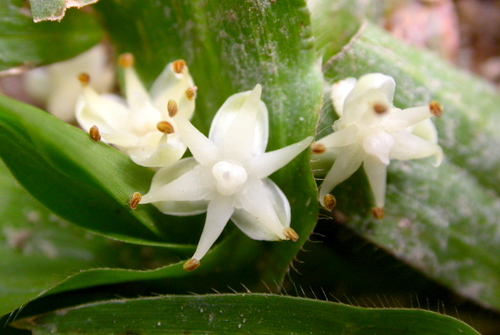 Loài cây hiếm bậc nhất hành tinh nở ra 25 triệu bông hoa 1 lần duy nhất sau 70 năm, cả thế giới ngước nhìn choáng ngợp- Ảnh 5.