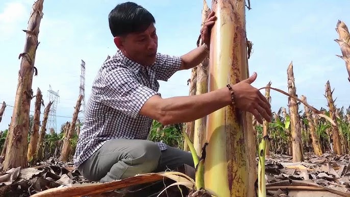 - Ảnh 1. - Ảnh 1.