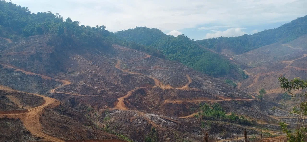 Khởi tố vụ phá hơn 97 ha rừng ở Gia Lai - Ảnh 1. Khởi tố vụ phá hơn 97 ha rừng ở Gia Lai - Ảnh 1.