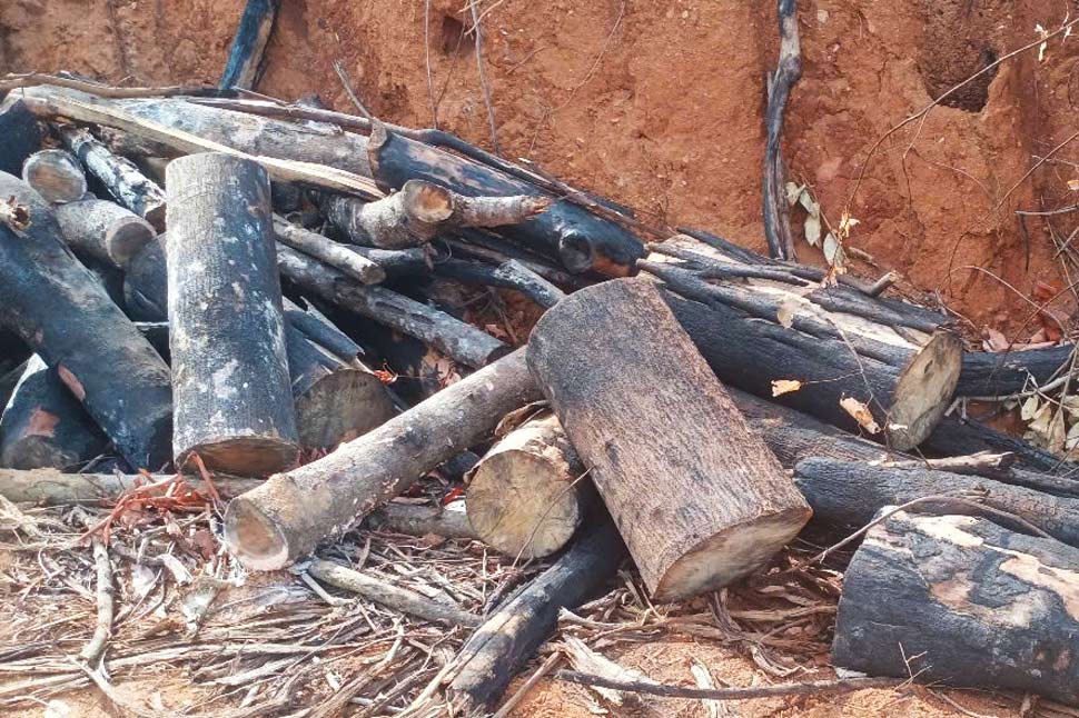 Khởi tố vụ phá hơn 97 ha rừng ở Gia Lai - Ảnh 3. Khởi tố vụ phá hơn 97 ha rừng ở Gia Lai - Ảnh 3.