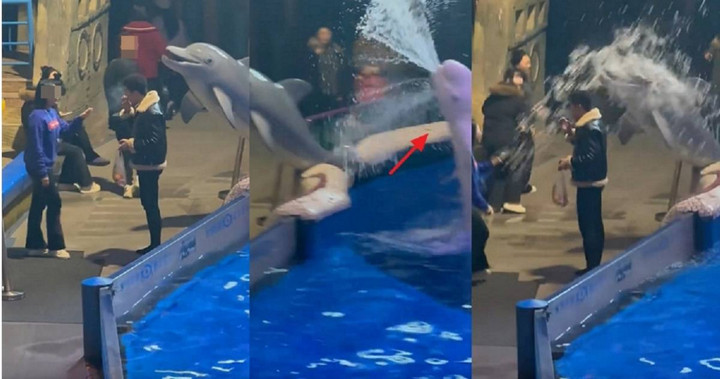 Người đàn ông hút thuốc ở thủy cung bị cá voi dạy bài học nhớ đời - Ảnh 1.