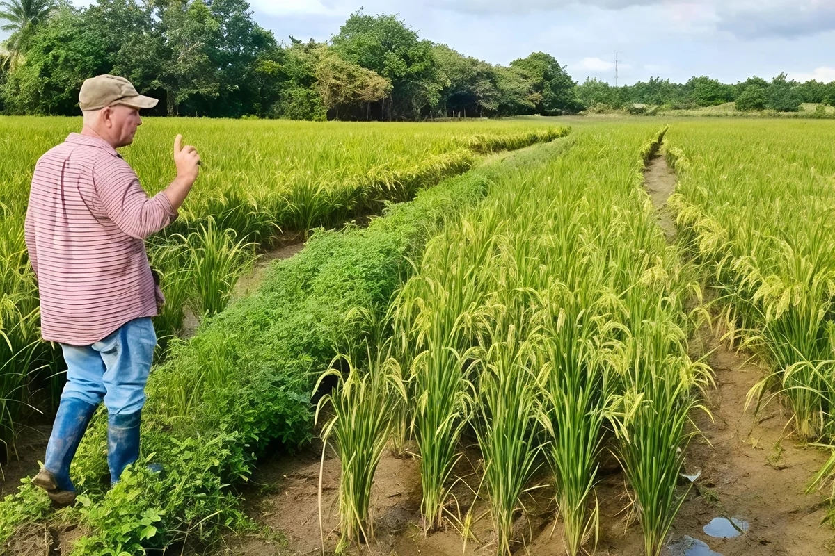 - Ảnh 1. - Ảnh 1.