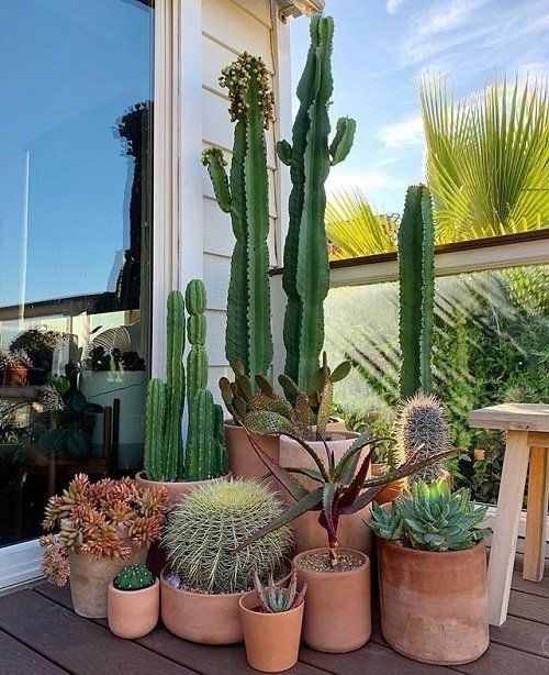 4 Loại Cây Không Nên Đặt Ở Cửa Ra Vào- Ảnh 1.