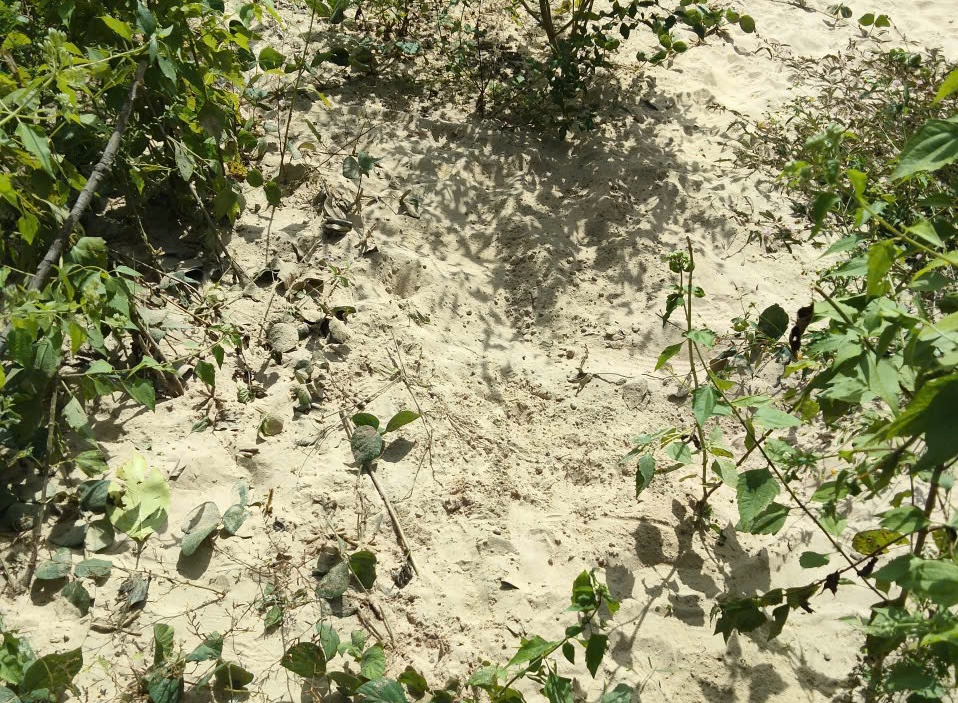 Bé sơ sinh nghi bị chôn sống được cứu kịp thời tại gia Lai - Ảnh 2.