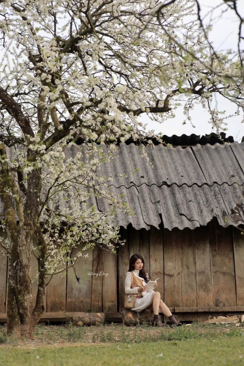 Đi gần 10 tiếng để săn hoa mận ở Mộc Châu: Ăn ngủ vạ vật, tắc dài hàng giờ nhưng thành quả quá xứng đáng!- Ảnh 2. Đi gần 10 tiếng để săn hoa mận ở Mộc Châu: Ăn ngủ vạ vật, tắc dài hàng giờ nhưng thành quả quá xứng đáng!- Ảnh 2.