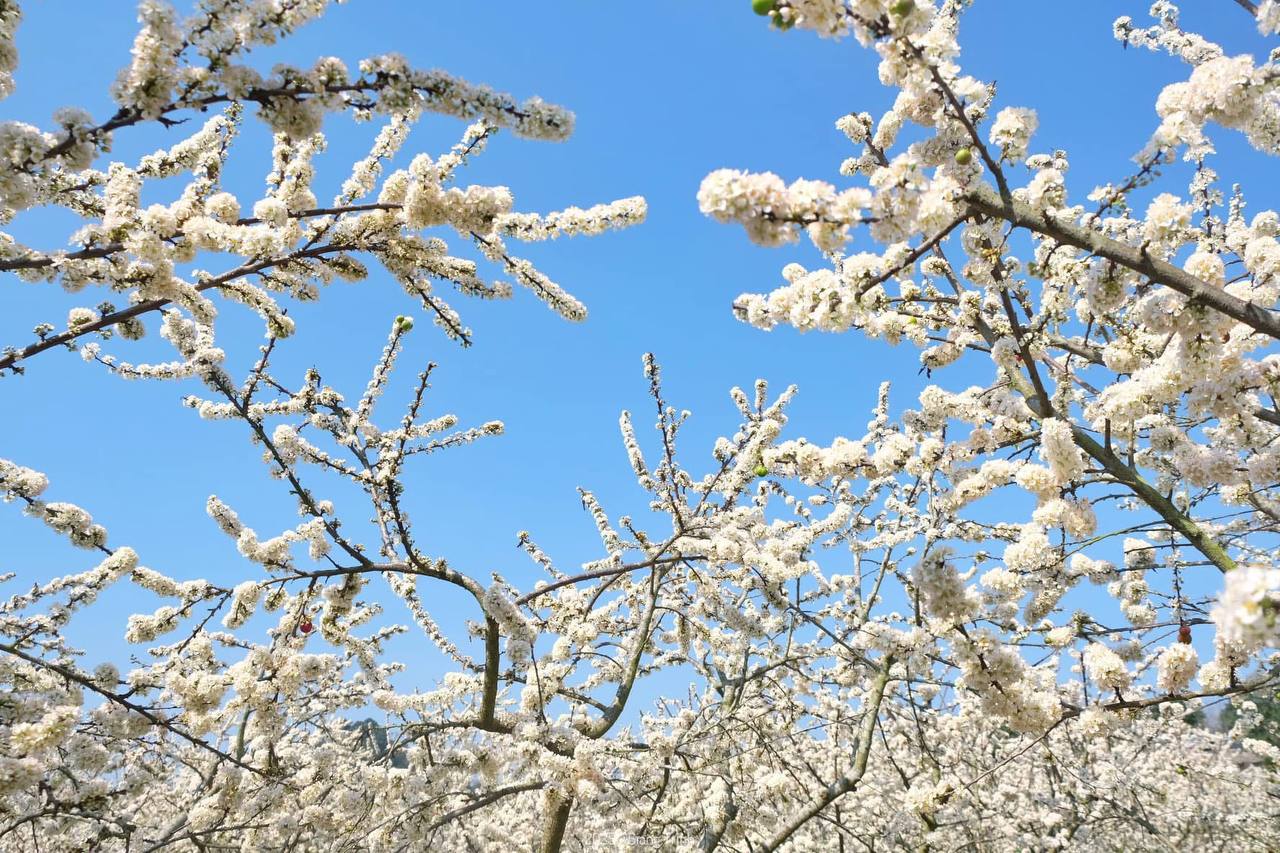 Đi gần 10 tiếng để săn hoa mận ở Mộc Châu: Ăn ngủ vạ vật, tắc dài hàng giờ nhưng thành quả quá xứng đáng!- Ảnh 3. Đi gần 10 tiếng để săn hoa mận ở Mộc Châu: Ăn ngủ vạ vật, tắc dài hàng giờ nhưng thành quả quá xứng đáng!- Ảnh 3.