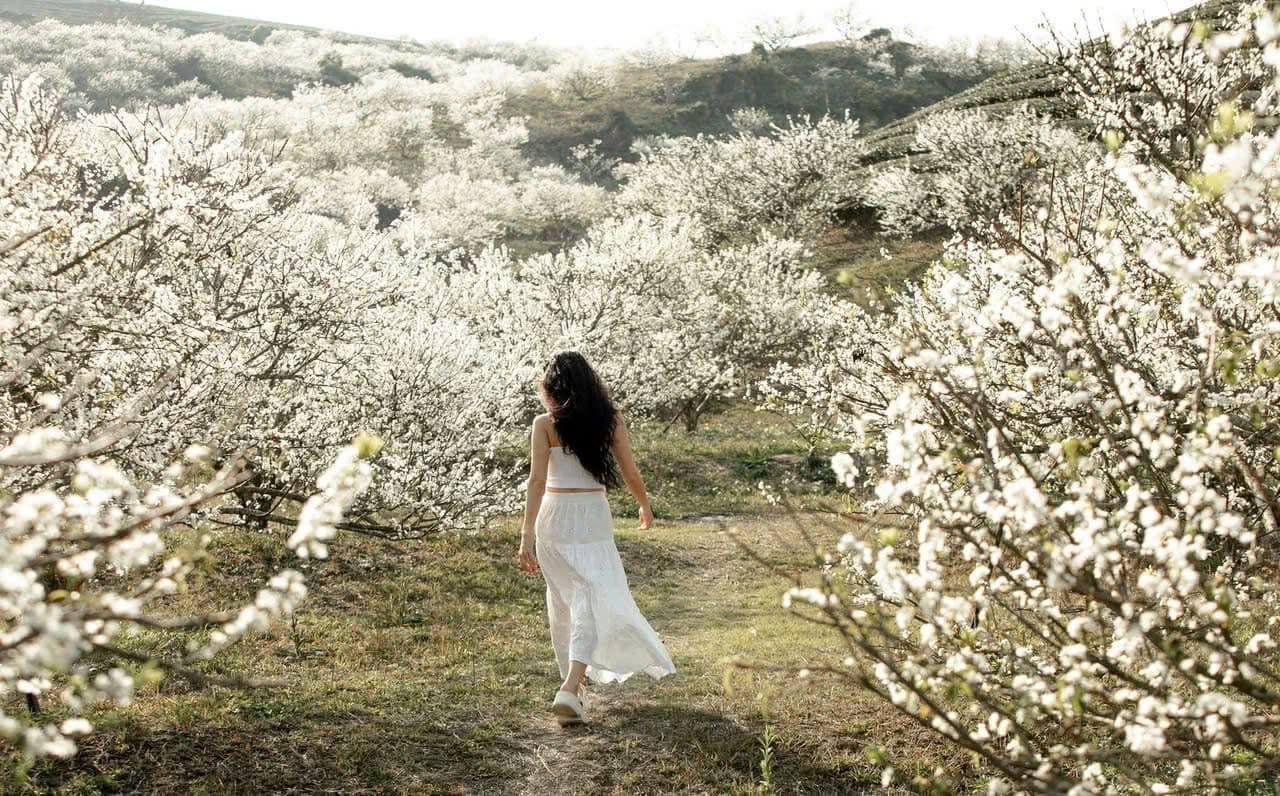 Đi gần 10 tiếng để săn hoa mận ở Mộc Châu: Ăn ngủ vạ vật, tắc dài hàng giờ nhưng thành quả quá xứng đáng!- Ảnh 4. Đi gần 10 tiếng để săn hoa mận ở Mộc Châu: Ăn ngủ vạ vật, tắc dài hàng giờ nhưng thành quả quá xứng đáng!- Ảnh 4.