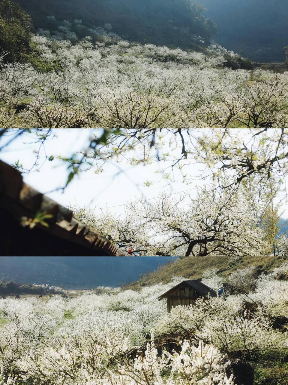 Đi gần 10 tiếng để săn hoa mận ở Mộc Châu: Ăn ngủ vạ vật, tắc dài hàng giờ nhưng thành quả quá xứng đáng!- Ảnh 5. Đi gần 10 tiếng để săn hoa mận ở Mộc Châu: Ăn ngủ vạ vật, tắc dài hàng giờ nhưng thành quả quá xứng đáng!- Ảnh 5.