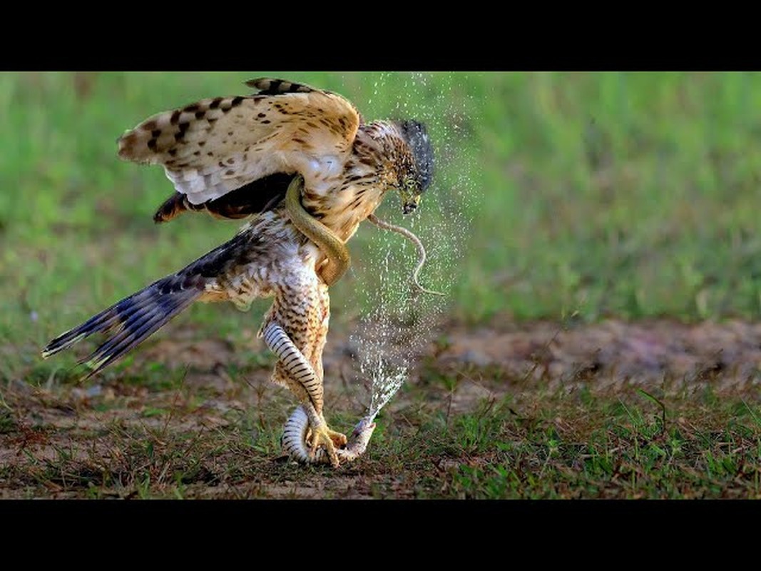 Bí ẩn về loài chim "sát thủ" đến rắn độc cũng phải dè chừng - Ảnh 2.