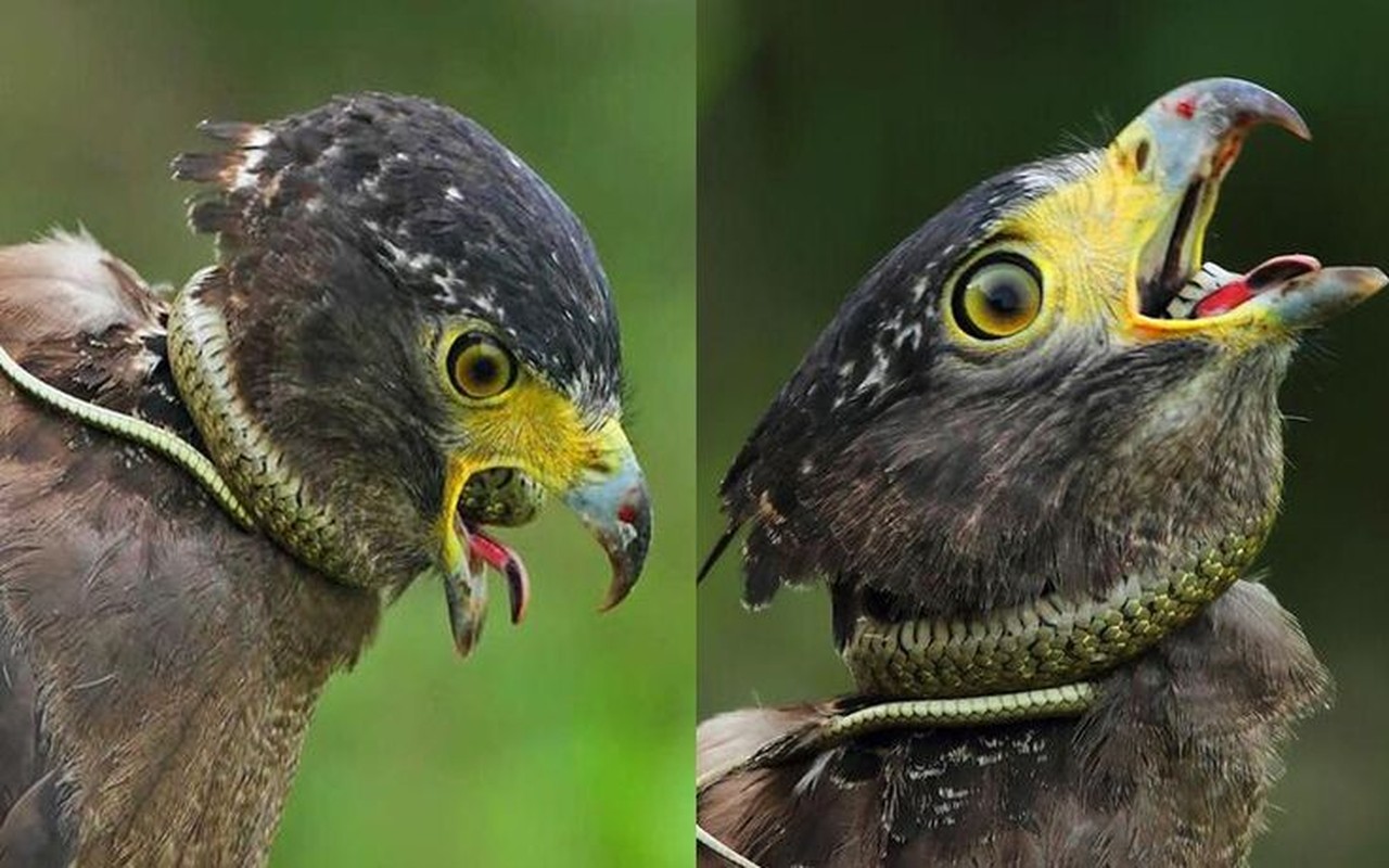 Bí ẩn về loài chim "sát thủ" đến rắn độc cũng phải dè chừng - Ảnh 3.