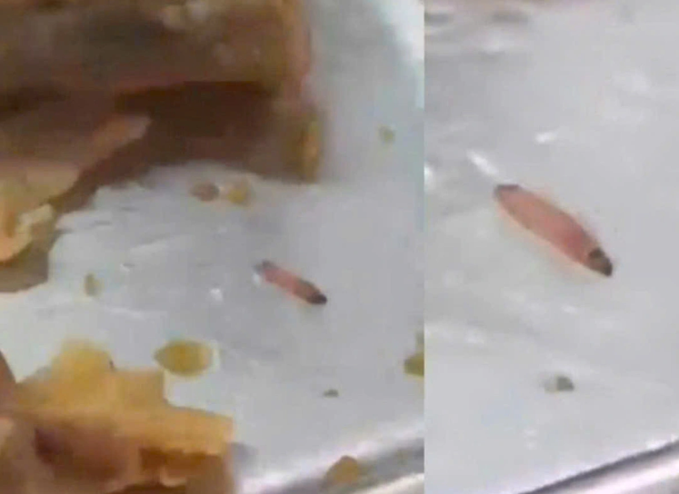 Phát hiện ấu trùng trong suất ăn trường quốc tế tại TP HCM - Ảnh 1.