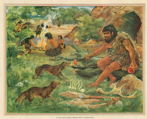 C&aacute;c nh&agrave; to&aacute;n học chứng minh s&oacute;i đ&atilde; tiến h&oacute;a th&agrave;nh ch&oacute; nh&agrave;: Nhưng tại sao lại l&agrave; to&aacute;n?- Ảnh 4.