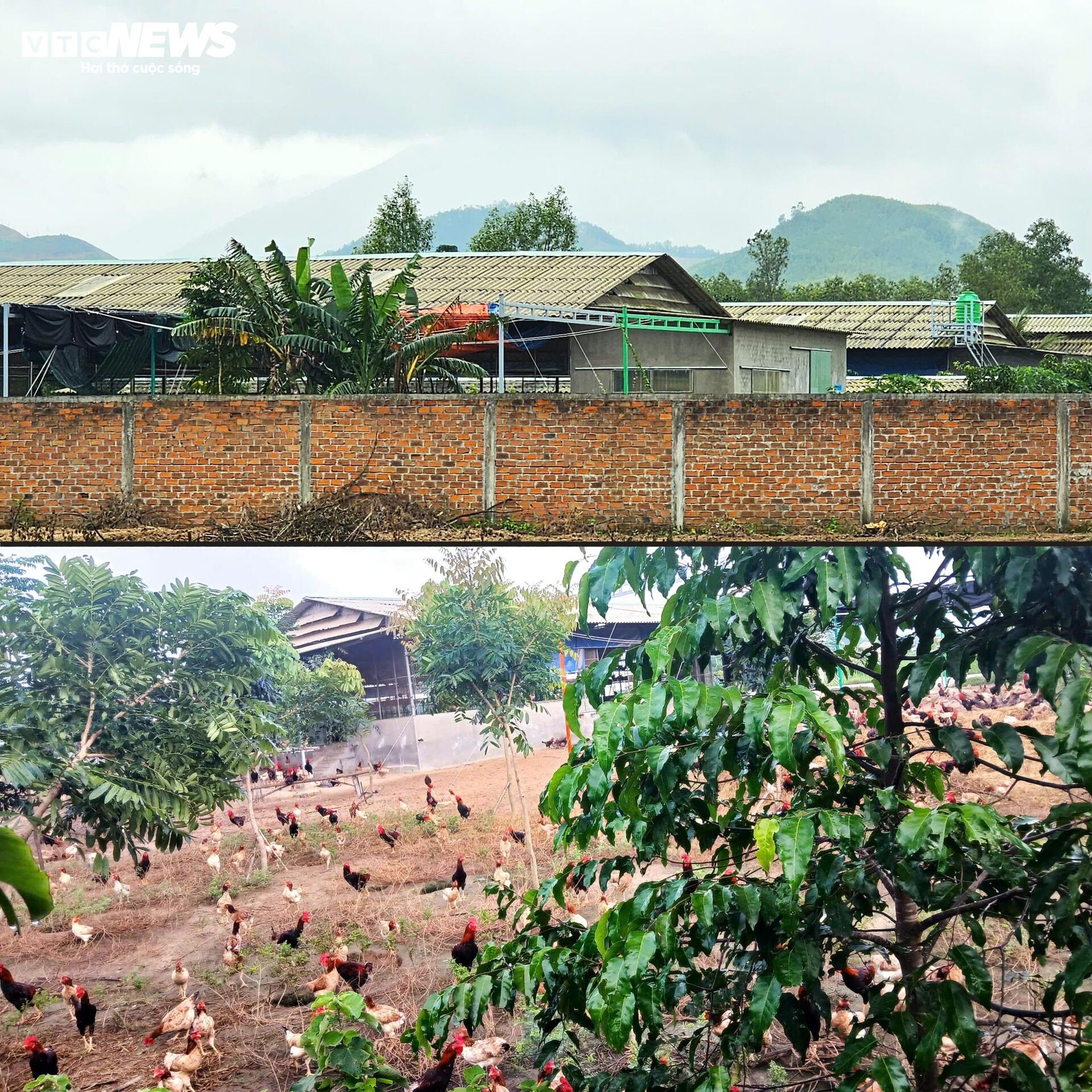 Dự án rau an toàn tại Bình Định: Sai phạm nghiêm trọng và những hoạt động trái phép - Ảnh 4.