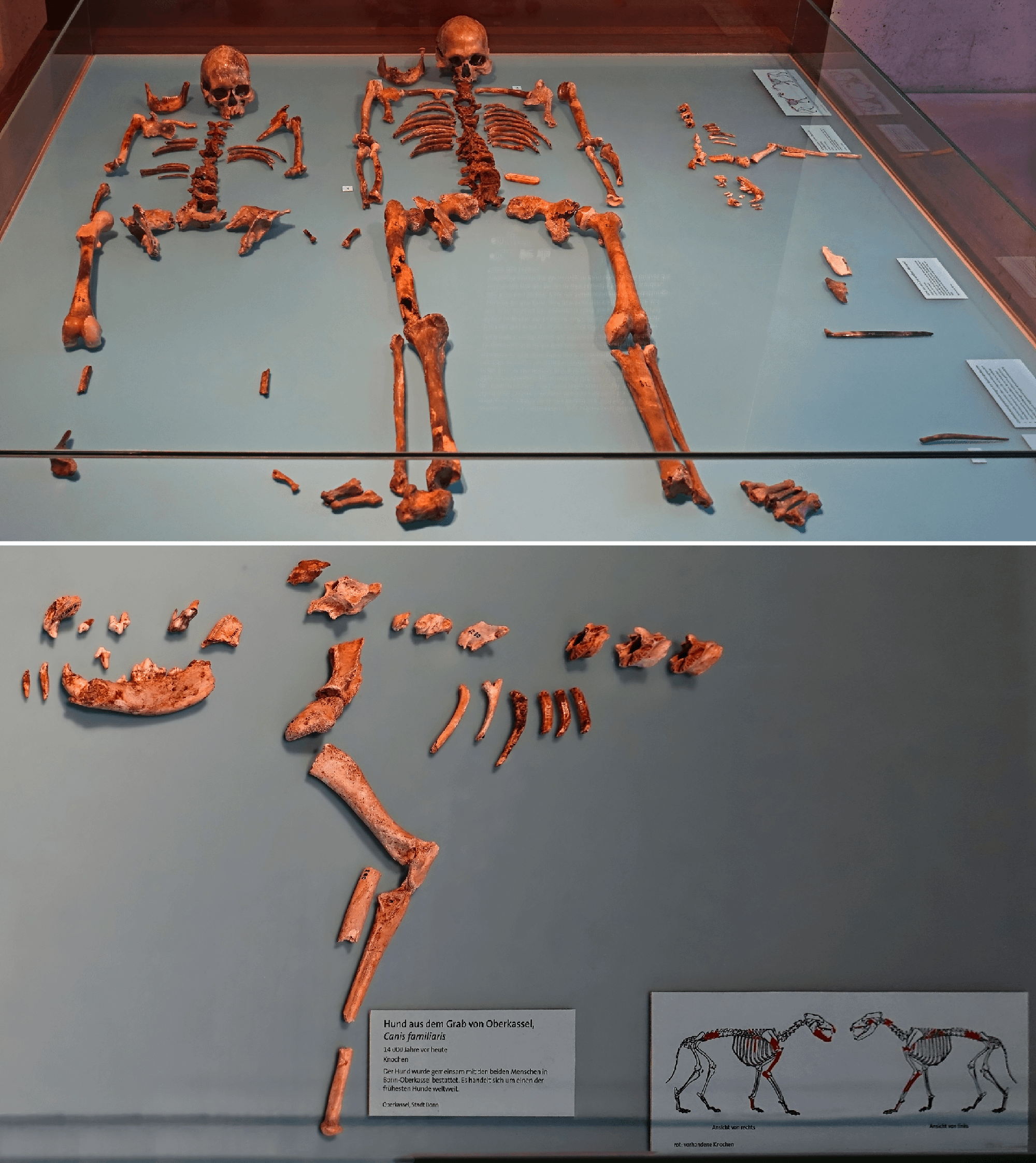 C&aacute;c nh&agrave; to&aacute;n học chứng minh s&oacute;i đ&atilde; tiến h&oacute;a th&agrave;nh ch&oacute; nh&agrave;: Nhưng tại sao lại l&agrave; to&aacute;n?- Ảnh 5.