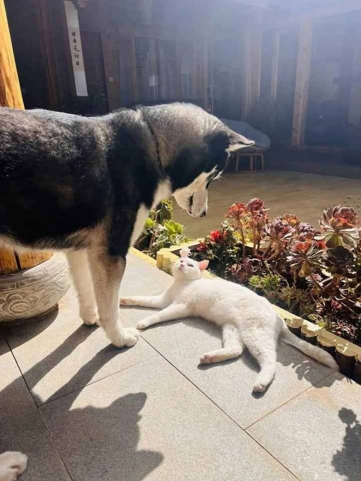 Chú chó Husky kéo hành lý: Hakimi và câu chuyện gây sốt tại Lệ Giang - Ảnh 3.