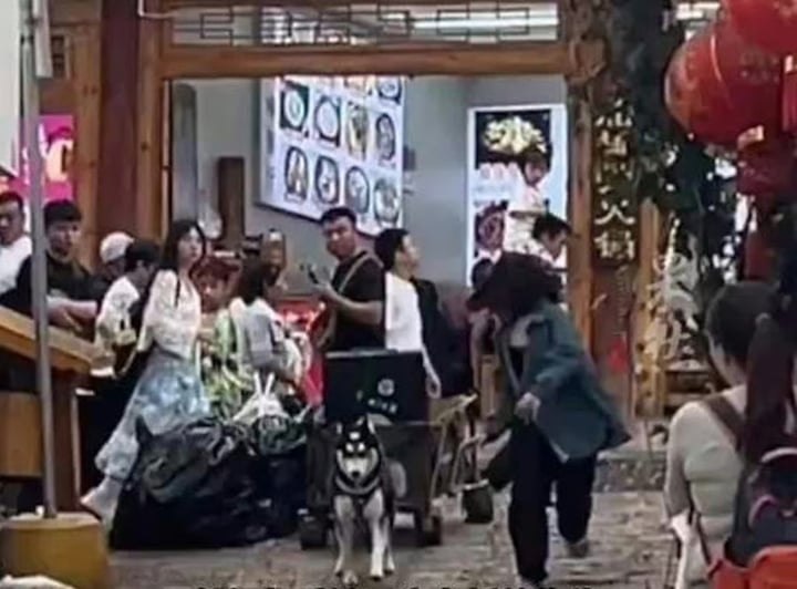 Chú chó Husky kéo hành lý: Hakimi và câu chuyện gây sốt tại Lệ Giang - Ảnh 2.