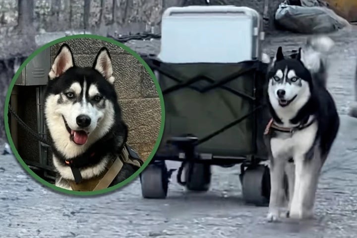 Chú chó Husky kéo hành lý: Hakimi và câu chuyện gây sốt tại Lệ Giang - Ảnh 1.