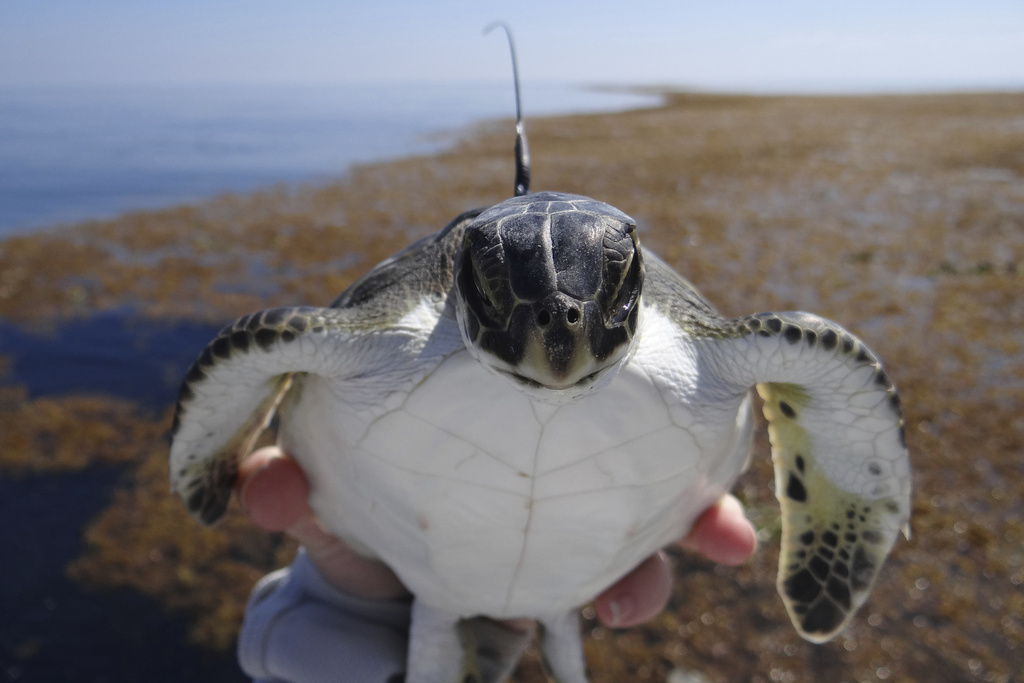 Giải m&atilde; b&iacute; ẩn về những năm th&aacute;ng mất t&iacute;ch của r&ugrave;a biển - Ảnh 2.