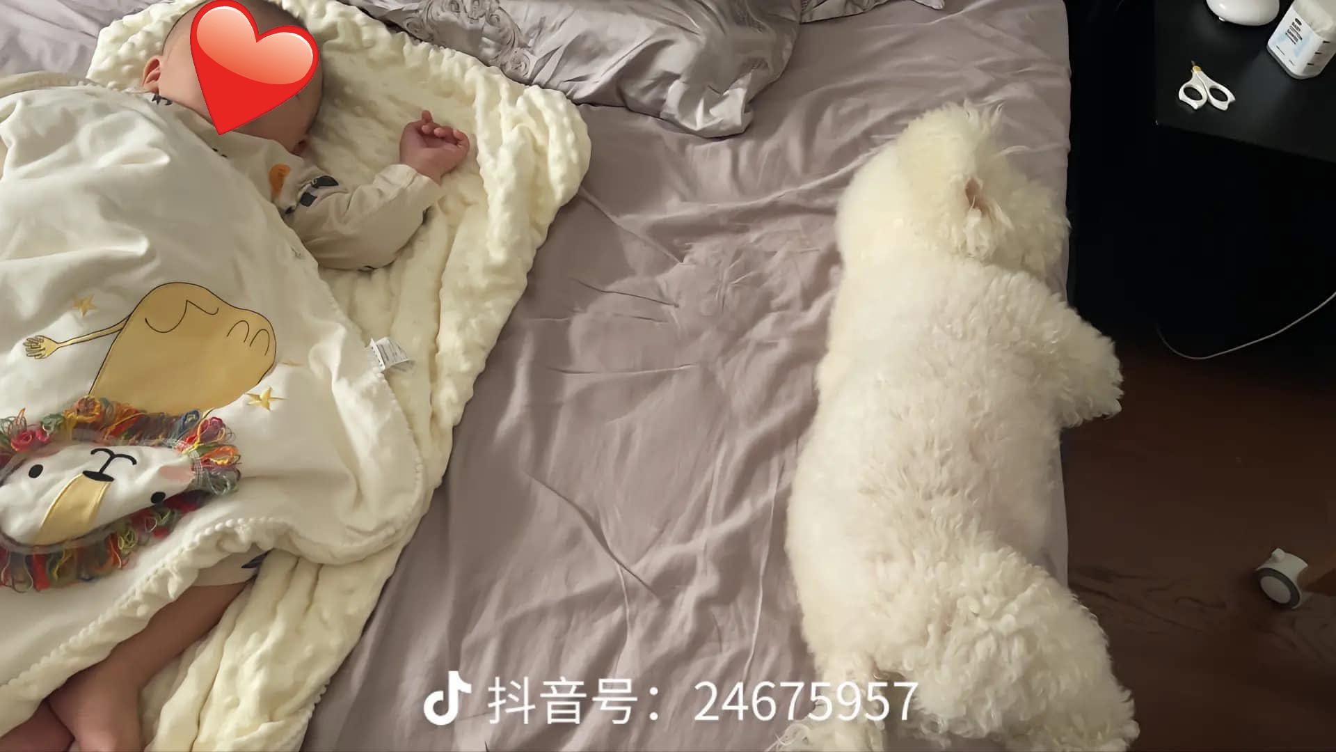 Chú cún cưng và trẻ sơ sinh: Tình cảm đặc biệt dù bị cấm lại gần - Ảnh 1. Chú cún cưng và trẻ sơ sinh: Tình cảm đặc biệt dù bị cấm lại gần - Ảnh 1.