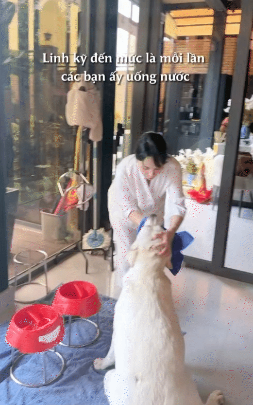 Ph&uacute; b&agrave; n&agrave;y chi 65 triệu mỗi th&aacute;ng để nu&ocirc;i ch&oacute;, khi bị quản l&yacute; chung cư nhắc nhở, c&ocirc; mua lại cả khu để thoải m&aacute;i dắt ch&uacute;ng đi dạo- Ảnh 14.