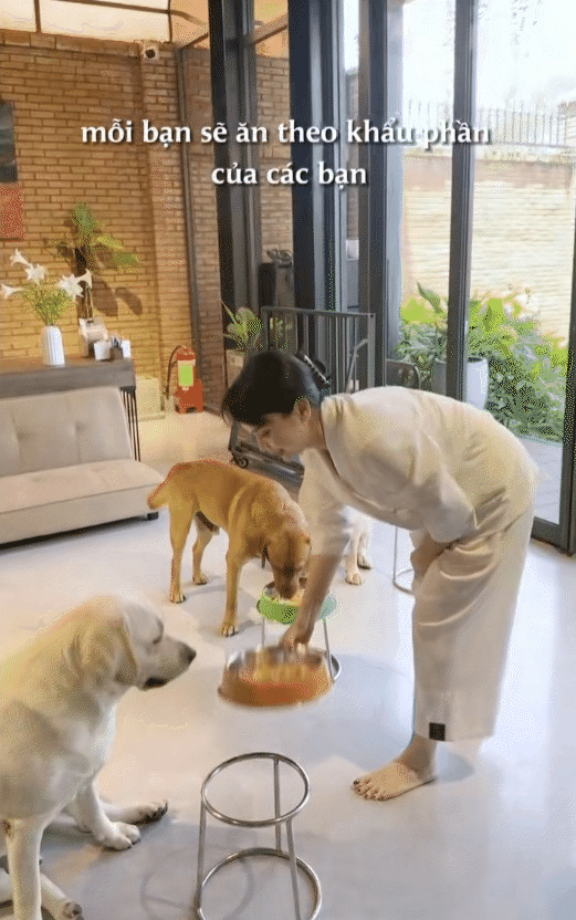 Ph&uacute; b&agrave; n&agrave;y chi 65 triệu mỗi th&aacute;ng để nu&ocirc;i ch&oacute;, khi bị quản l&yacute; chung cư nhắc nhở, c&ocirc; mua lại cả khu để thoải m&aacute;i dắt ch&uacute;ng đi dạo- Ảnh 16.