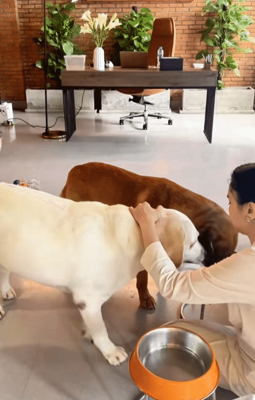 Ph&uacute; b&agrave; n&agrave;y chi 65 triệu mỗi th&aacute;ng để nu&ocirc;i ch&oacute;, khi bị quản l&yacute; chung cư nhắc nhở, c&ocirc; mua lại cả khu để thoải m&aacute;i dắt ch&uacute;ng đi dạo- Ảnh 10.