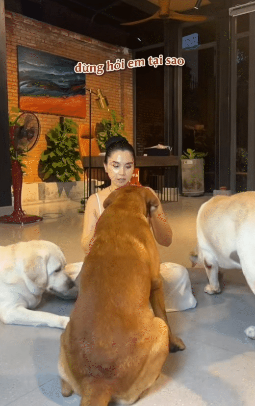 Ph&uacute; b&agrave; n&agrave;y chi 65 triệu mỗi th&aacute;ng để nu&ocirc;i ch&oacute;, khi bị quản l&yacute; chung cư nhắc nhở, c&ocirc; mua lại cả khu để thoải m&aacute;i dắt ch&uacute;ng đi dạo- Ảnh 9.