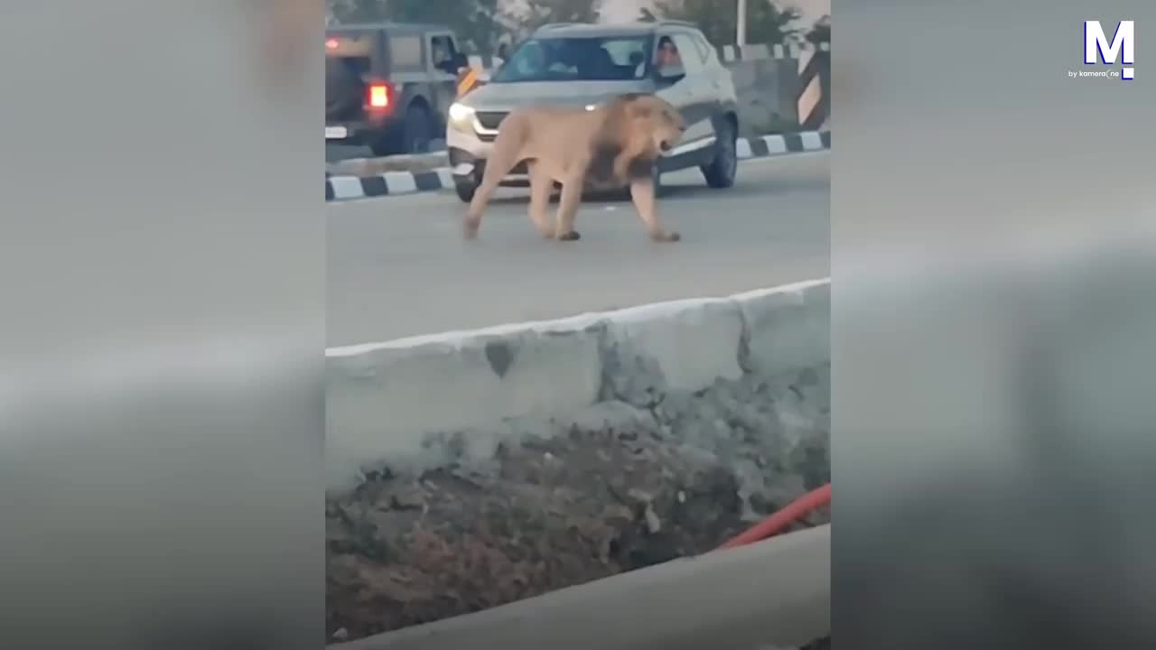 Thót tim khoảnh khắc sư tử bất ngờ xuất hiện trên đường - Ảnh 1.