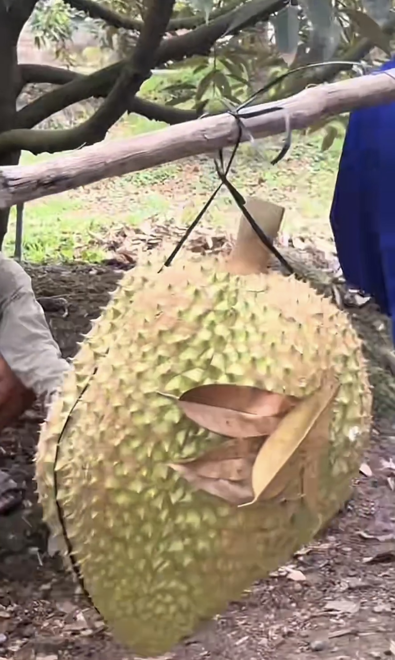 Khủng khiếp tr&aacute;i sầu ri&ecirc;ng to bằng nửa th&acirc;n tr&ecirc;n của người lớn: Chủ nh&agrave; kh&oacute;c th&eacute;t, d&acirc;n chụp k&ecirc;u trời- Ảnh 3.