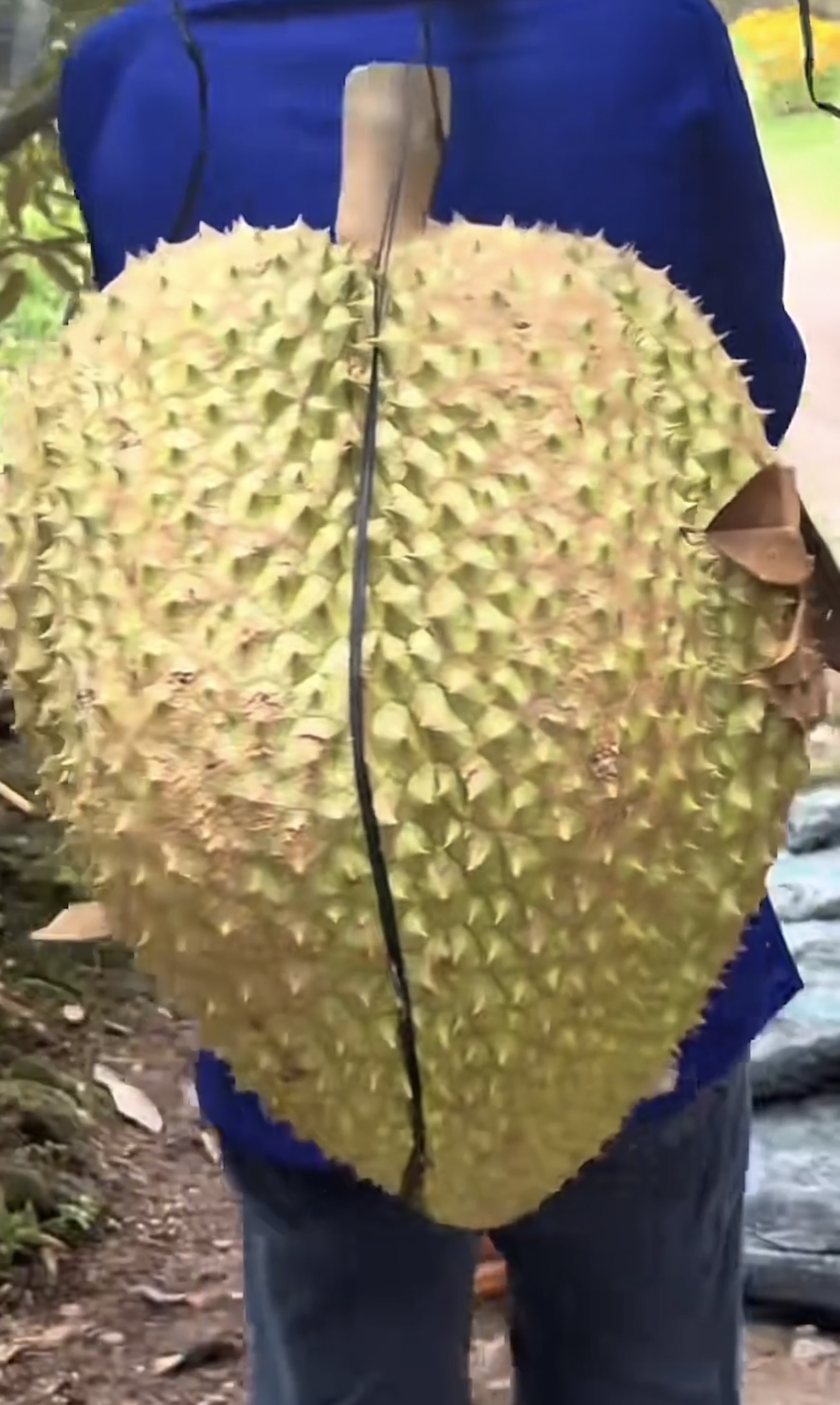 Khủng khiếp tr&aacute;i sầu ri&ecirc;ng to bằng nửa th&acirc;n tr&ecirc;n của người lớn: Chủ nh&agrave; kh&oacute;c th&eacute;t, d&acirc;n chụp k&ecirc;u trời- Ảnh 4.