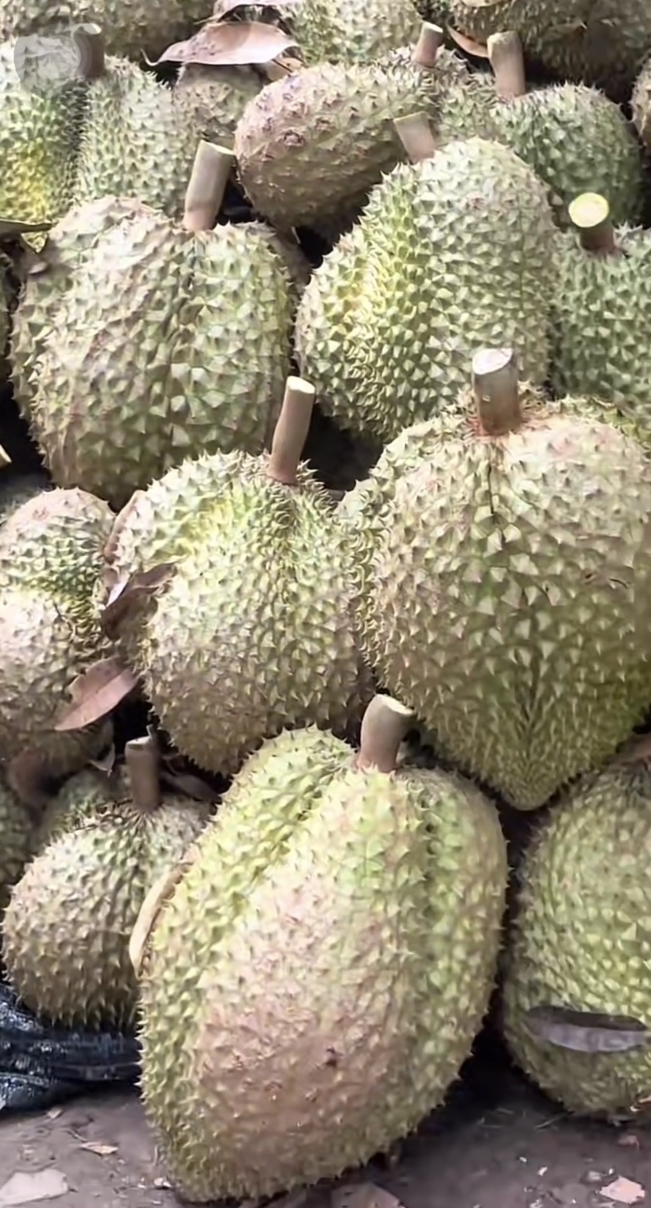 Khủng khiếp tr&aacute;i sầu ri&ecirc;ng to bằng nửa th&acirc;n tr&ecirc;n của người lớn: Chủ nh&agrave; kh&oacute;c th&eacute;t, d&acirc;n chụp k&ecirc;u trời- Ảnh 5.