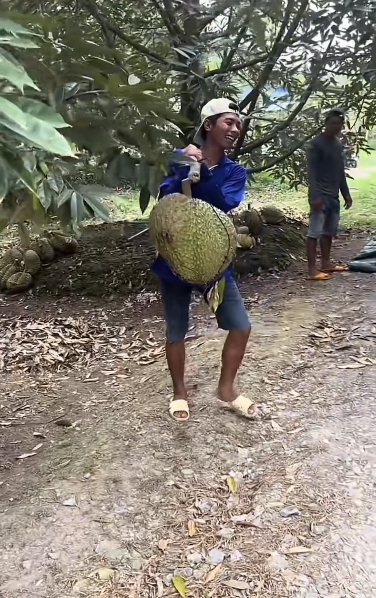 Khủng khiếp tr&aacute;i sầu ri&ecirc;ng to bằng nửa th&acirc;n tr&ecirc;n của người lớn: Chủ nh&agrave; kh&oacute;c th&eacute;t, d&acirc;n chụp k&ecirc;u trời- Ảnh 2.