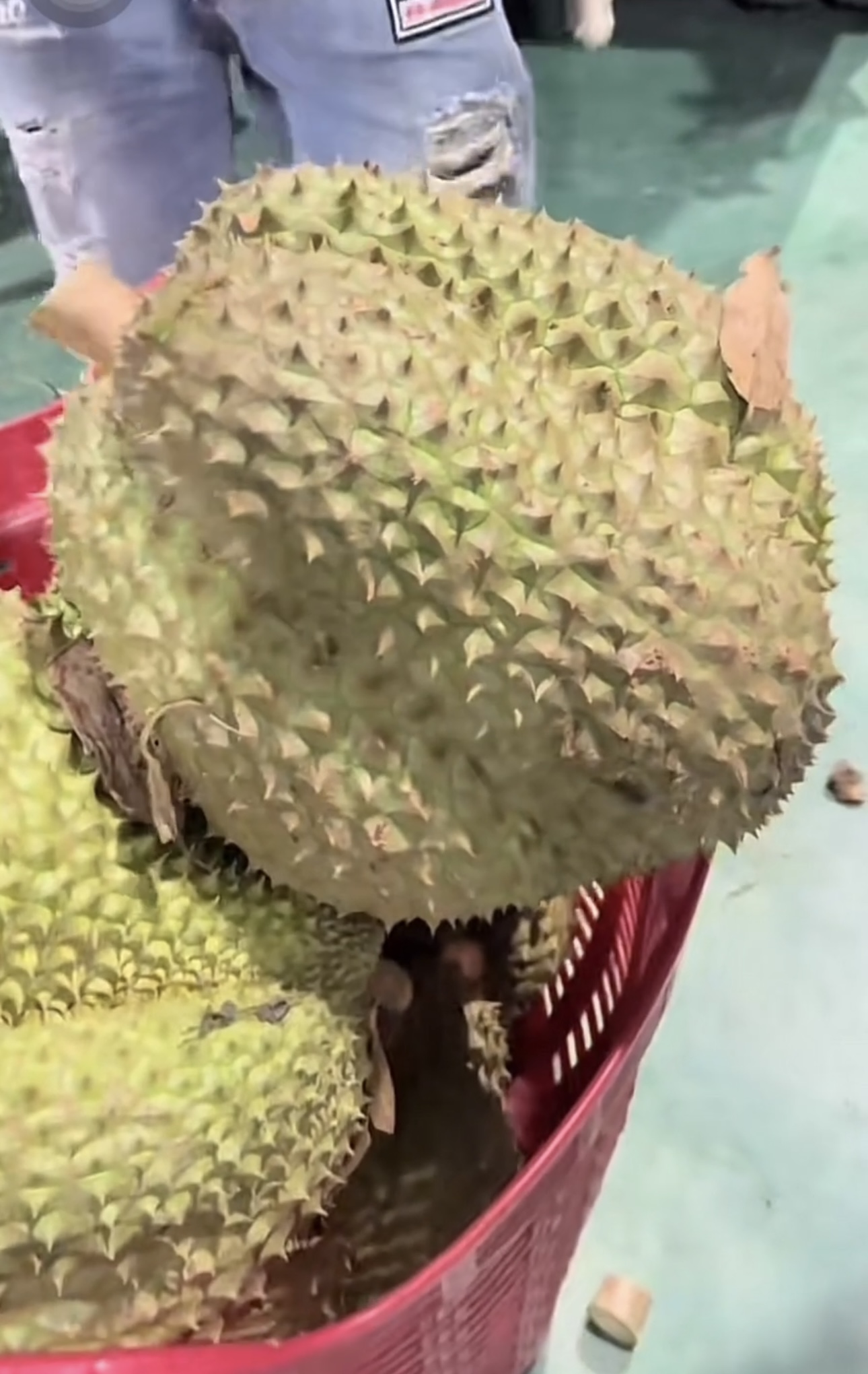 Khủng khiếp tr&aacute;i sầu ri&ecirc;ng to bằng nửa th&acirc;n tr&ecirc;n của người lớn: Chủ nh&agrave; kh&oacute;c th&eacute;t, d&acirc;n chụp k&ecirc;u trời- Ảnh 6.