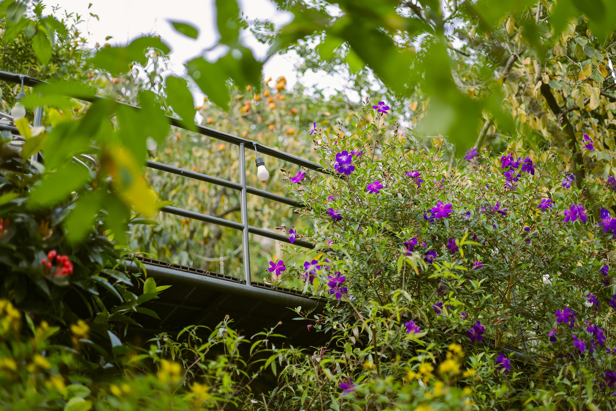 Khu vườn ngập hoa, được nhiều sao Việt ghé chơi ở Thạch Thất của nhà văn Hồ Điệp Thanh Thanh- Ảnh 3.