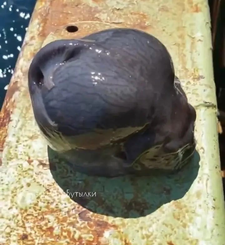 Ngư dân Nga bắt được sinh vật kỳ lạ như ngòai hành tinh - Ảnh 2.