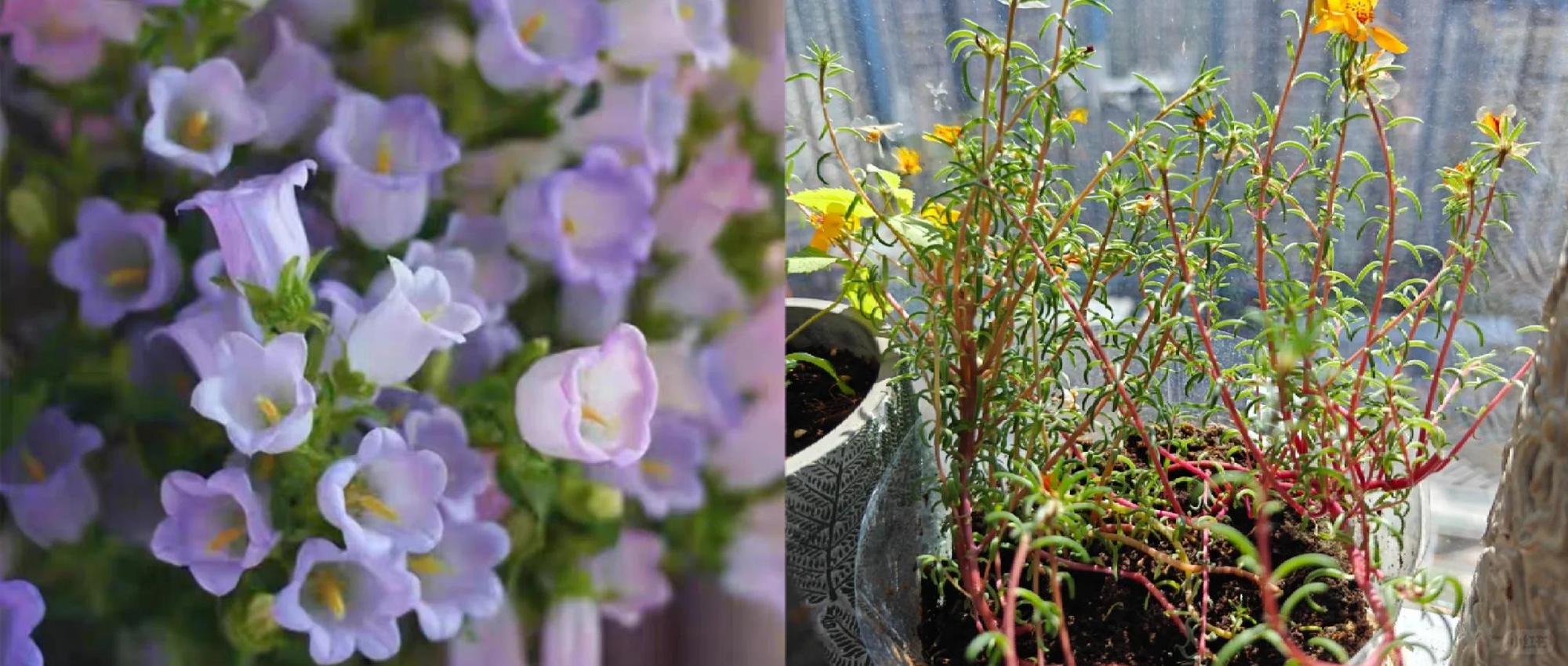 Lời khuyên cho người trung niên và người cao tuổi: Mua gì thì mua, đừng bao giờ mua 5 món đồ này trên mạng!- Ảnh 1. Lời khuyên cho người trung niên và người cao tuổi: Mua gì thì mua, đừng bao giờ mua 5 món đồ này trên mạng!- Ảnh 1.