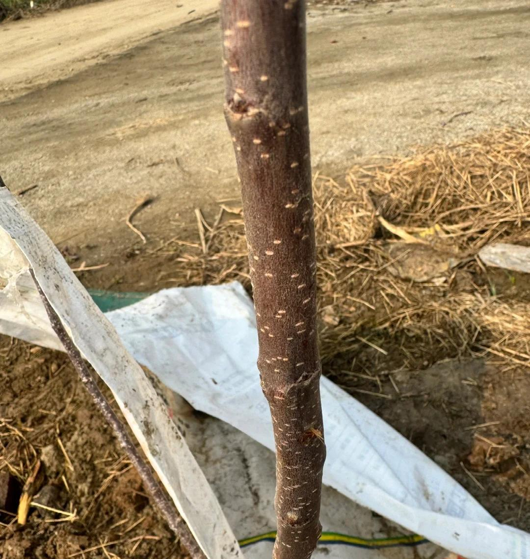 Lời khuyên cho người trung niên và người cao tuổi: Mua gì thì mua, đừng bao giờ mua 5 món đồ này trên mạng!- Ảnh 3. Lời khuyên cho người trung niên và người cao tuổi: Mua gì thì mua, đừng bao giờ mua 5 món đồ này trên mạng!- Ảnh 3.