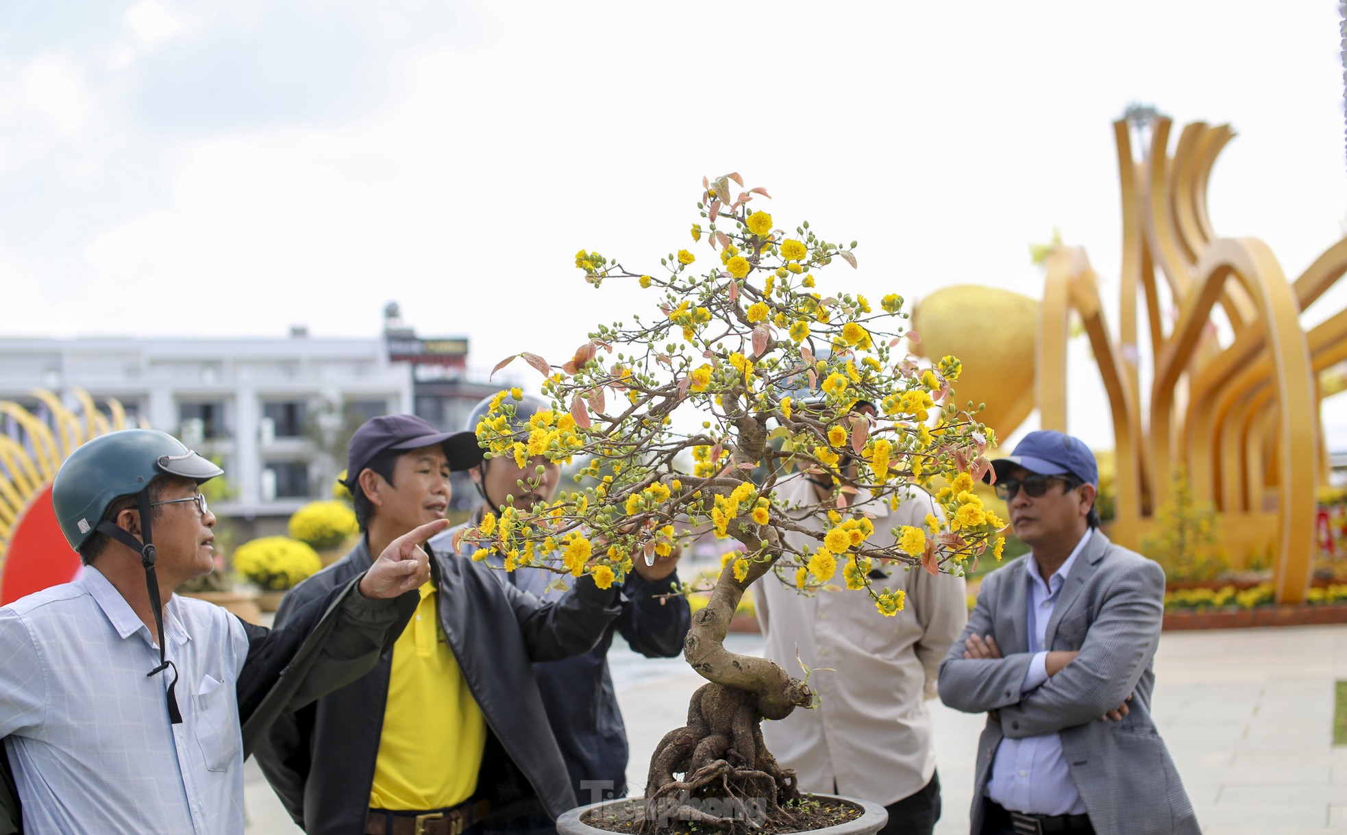 Lễ hội mai vàng An Nhơn rực rỡ: Khám phá những tác phẩm mai siêu khủng đẹp mắt - Ảnh 7.