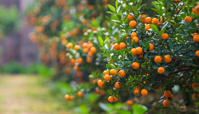 3 loại cây tài lộc mà Thần Tài yêu thích nhất, chỉ cần trồng một cây trong nhà, cuộc sống sẽ ngày càng giàu có- Ảnh 1. 3 loại cây tài lộc mà Thần Tài yêu thích nhất, chỉ cần trồng một cây trong nhà, cuộc sống sẽ ngày càng giàu có- Ảnh 1.