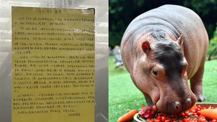 Cáo phó hà mã Fei Fei qua đời gây xúc động cư dân mạng - Ảnh 1.