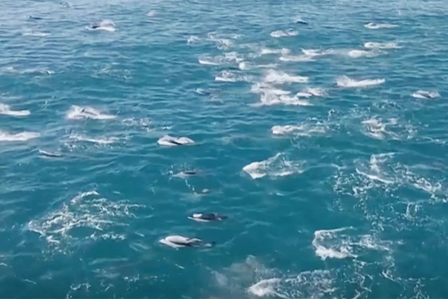 Video ghi lại cảnh tượng g&acirc;y sốc giữa đại dương: Ban đầu cứ ngỡ chỉ l&agrave; s&oacute;ng, nhưng đến khi lại gần mọi thứ ho&agrave;n to&agrave;n thay đổi- Ảnh 1.